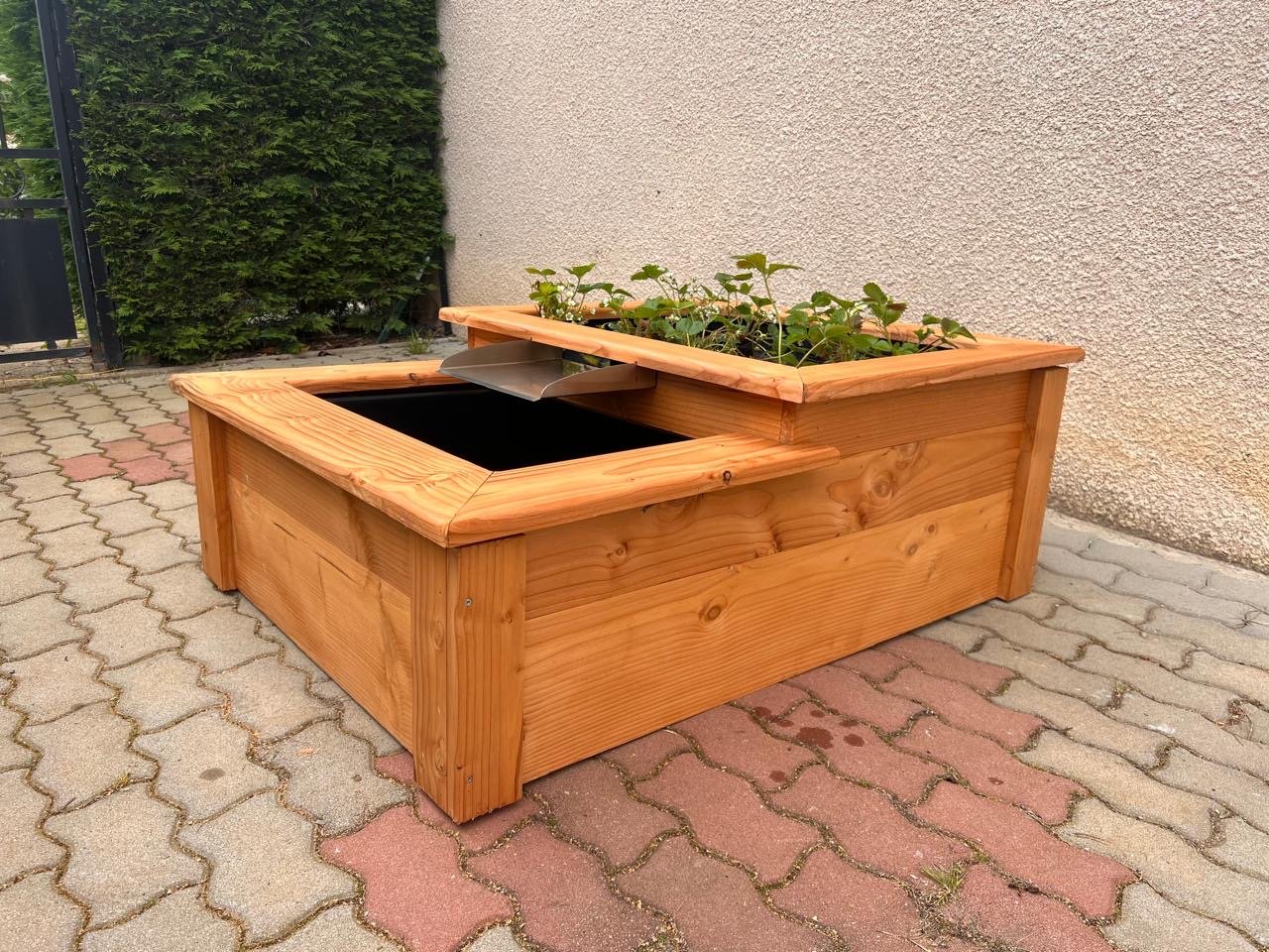 Avec plants de fraise